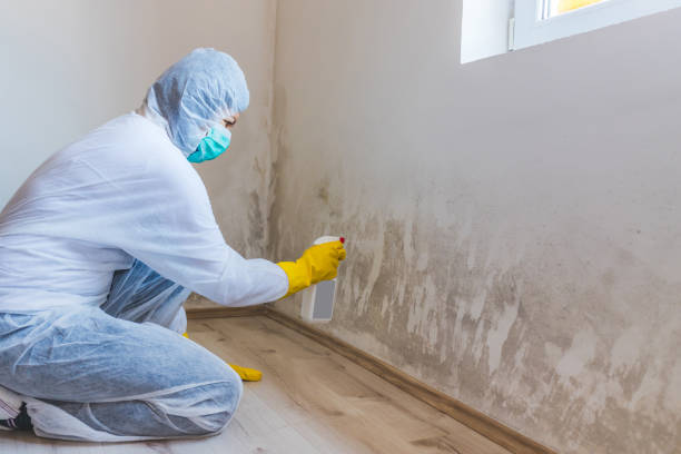 Licensed Mold Testing service in Riverton, IL - WQB Mold Removal
